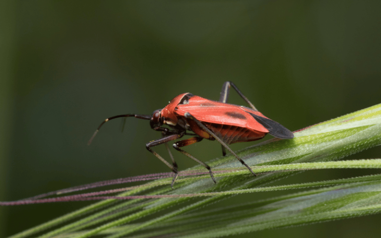 Percevejo vermelho características e controle AgroPós