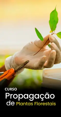 Propagação de Plantas Florestais