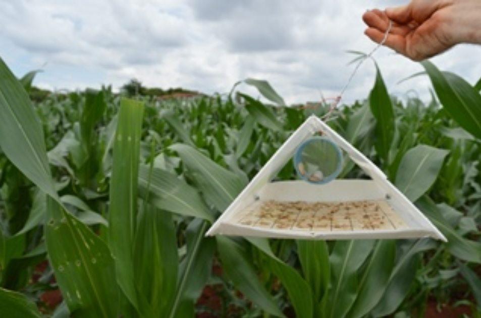 Manejo Integrado de Pragas favorece boa produção da safra-safrinha de milho