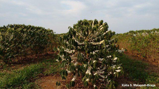 Novas cultivares de café arábica são indicadas para plantio no estado do  Espírito Santo - Portal Embrapa