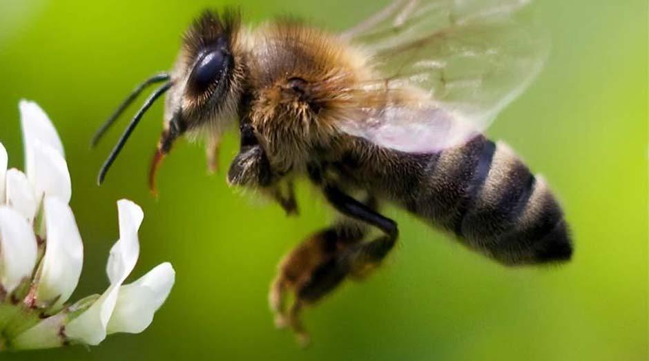 Conheça empresas que faturam alto criando insetos para a “guerra agrícola”
