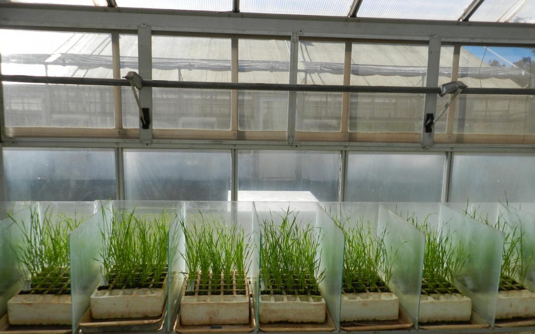 Novos projetos buscam a proteção de plantas no cultivo de grãos