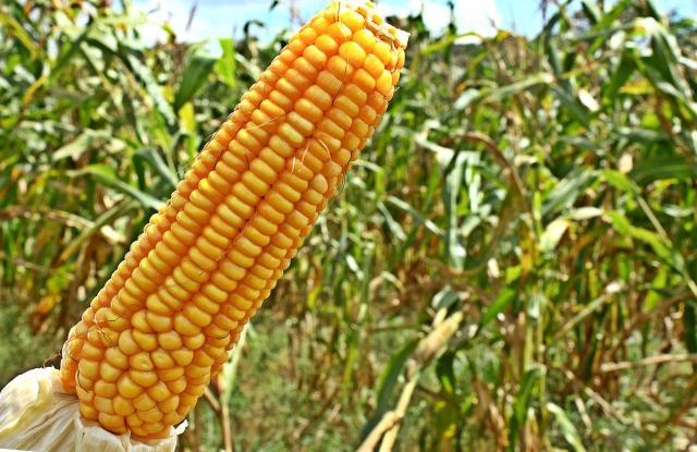 [Áudio] Como escolher semente de milho para plantio