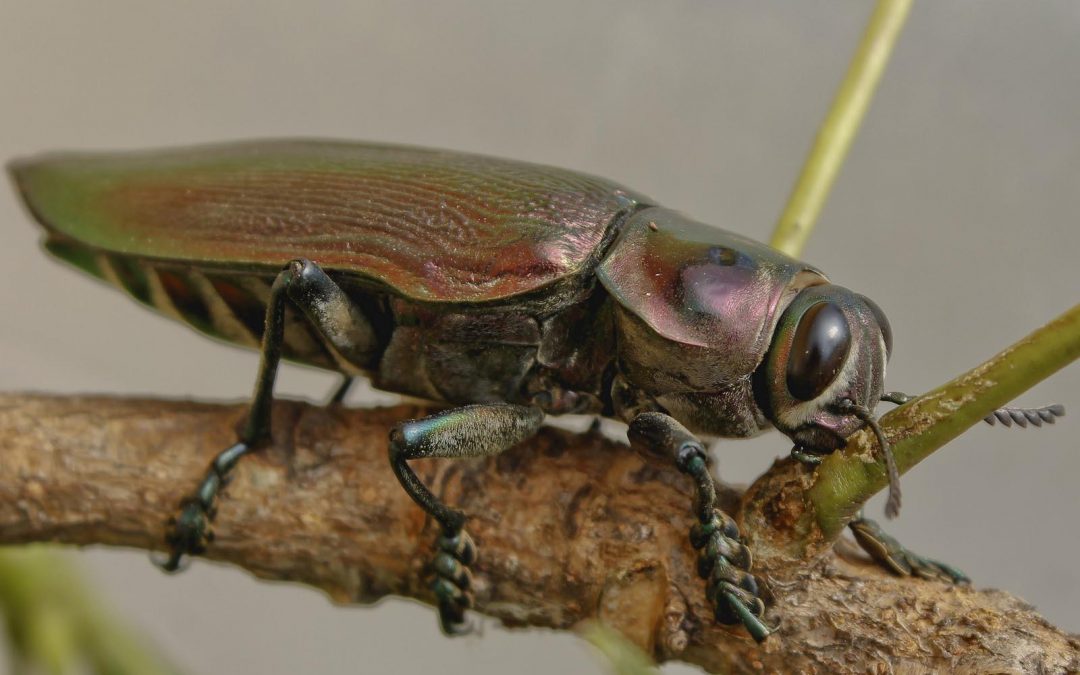 Pesquisa desvenda comportamento do besouro metálico, inseto que infesta árvores de Belo Horizonte