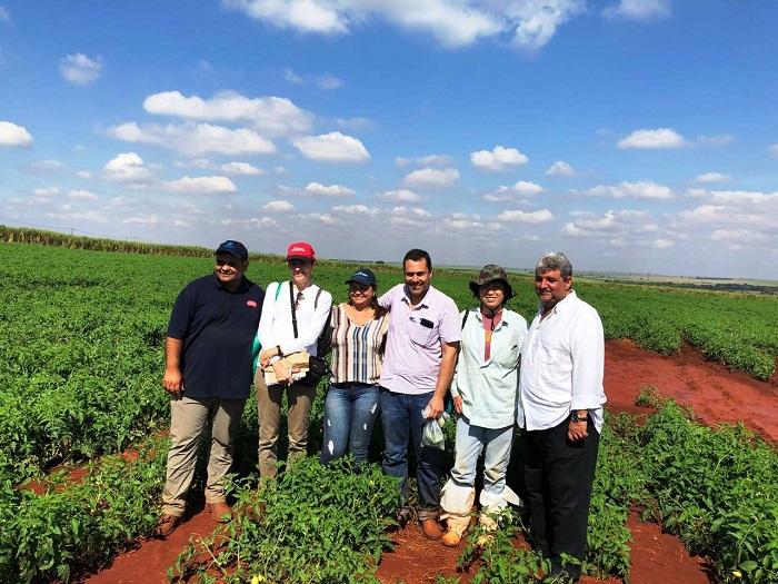 Pesquisadores registram problemas de fitossanidade em cultivos de tomate em SP