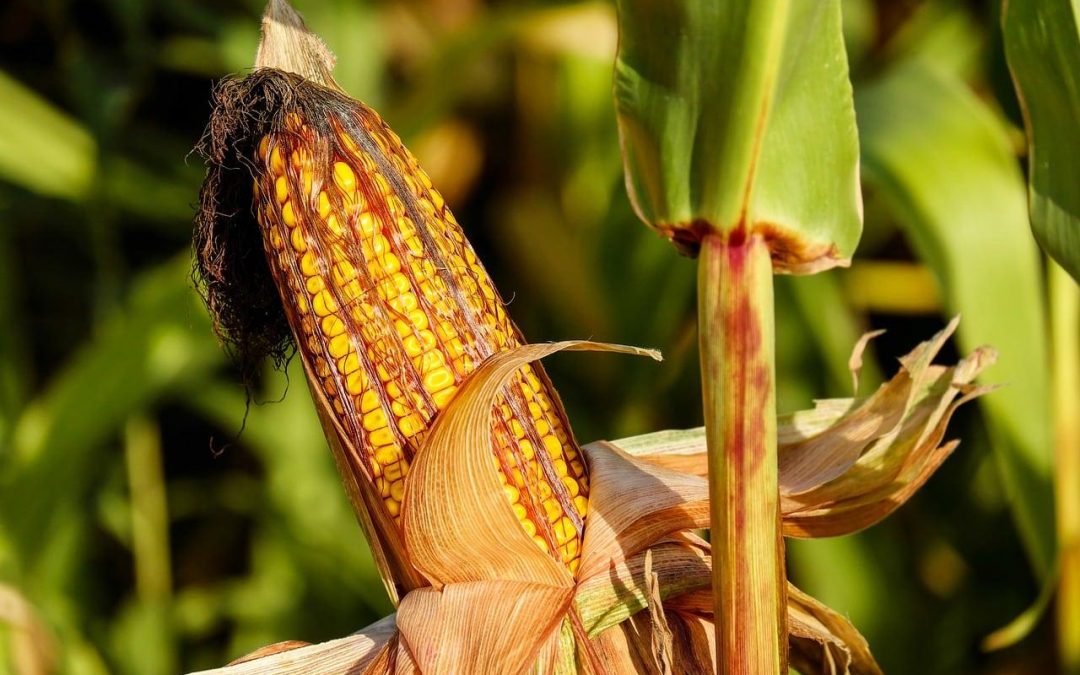 Nova doença é observada em lavouras de milho do Paraná