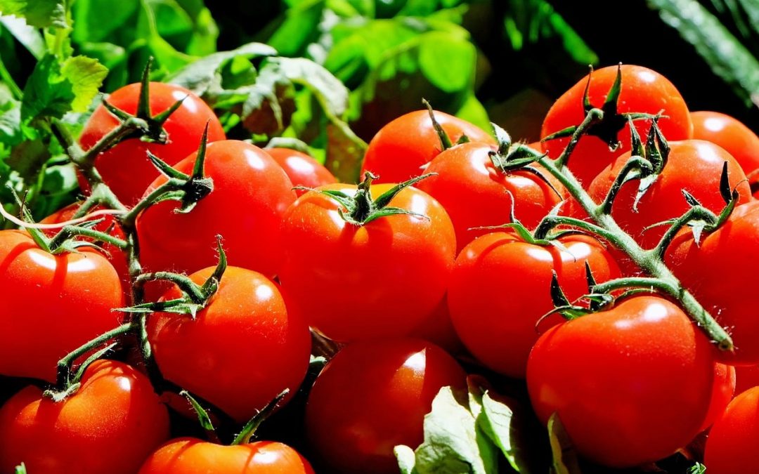 [PARTE 2] Veja como age a murchadeira bacteriana no cultivo de tomate e possível solução