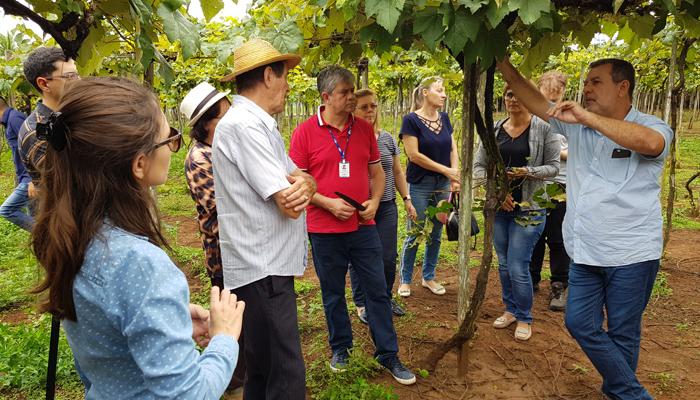 Adoção de tecnologias já disponíveis pode aumentar produção de uvas em Mato Grosso
