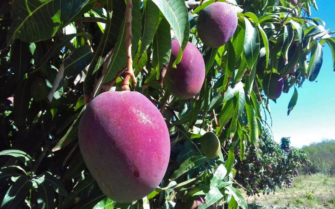 Planilha eletrônica determina equilíbrio nutricional em mangueiras ‘Tommy Atkins’