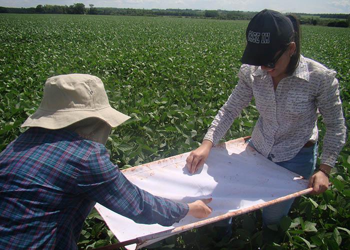 Manejo Integrado de Pragas poderia economizar R$4 bilhões na produção nacional de soja