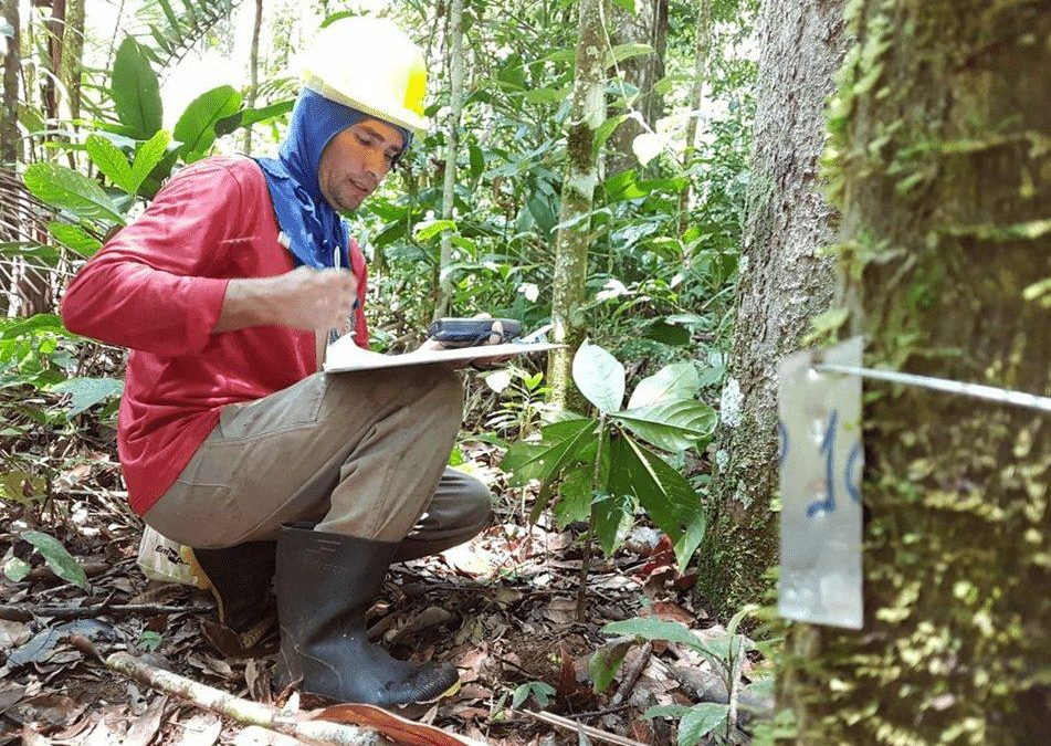 Extrativistas mapeiam açaizais na Reserva Chico Mendes