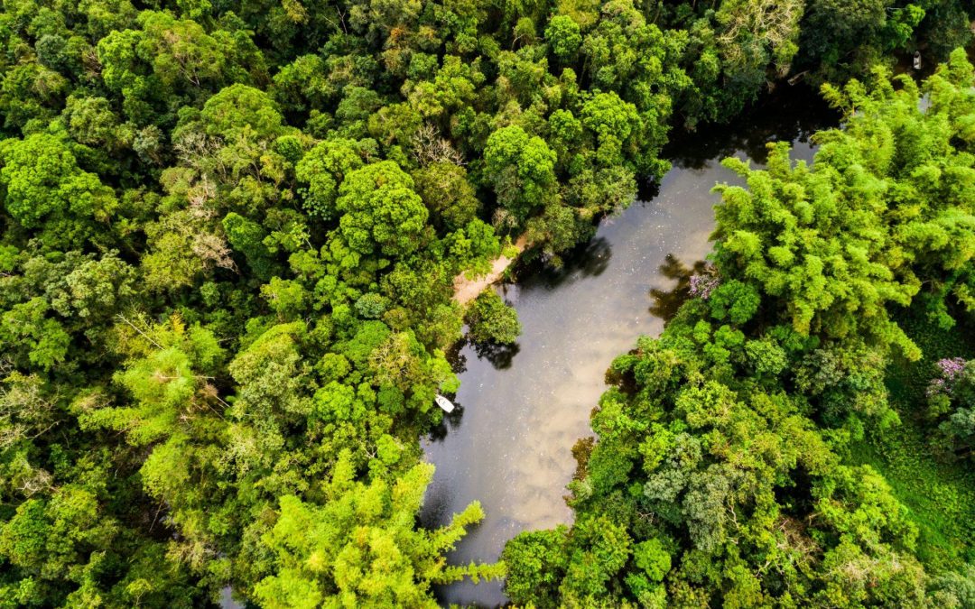 Estudo inédito revela que a Amazônia está perdendo superfície de água