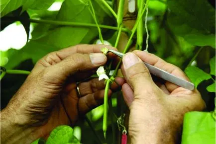 Técnica de cruzamento de plantas Técnica de cruzamento de plantas