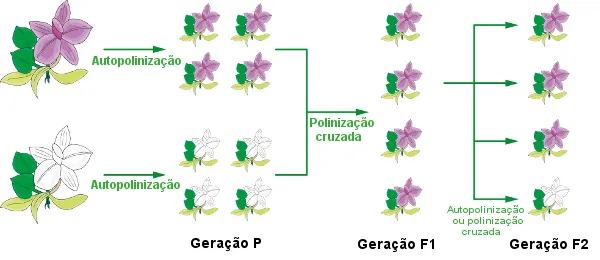 Polinização Cruzada Polinização Cruzada