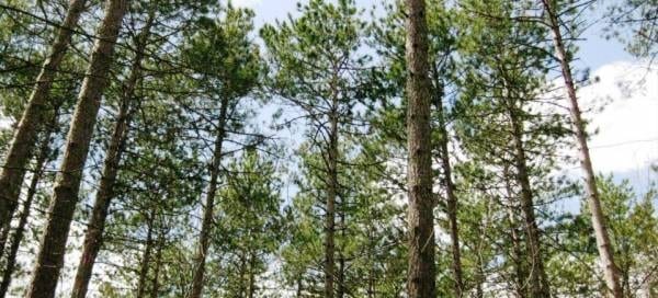"Ciência pode salvar biodiversidade"