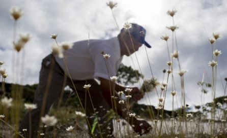 Apanhadores de flores sempre-vivas recebem reconhecimento