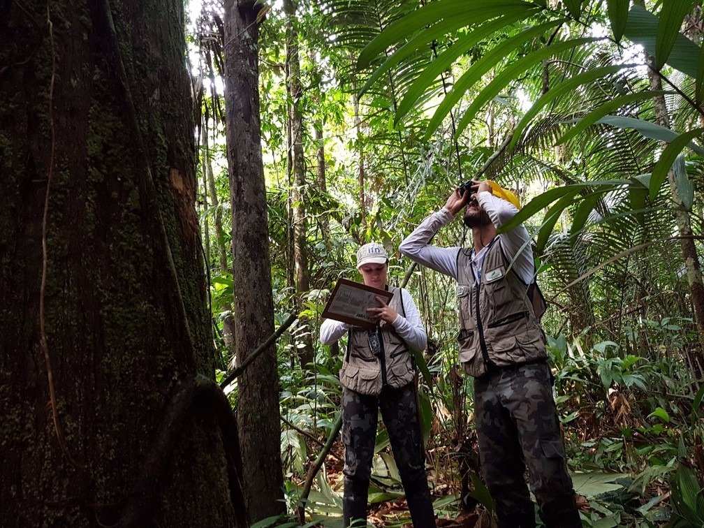 Inventario Florestal Nacional