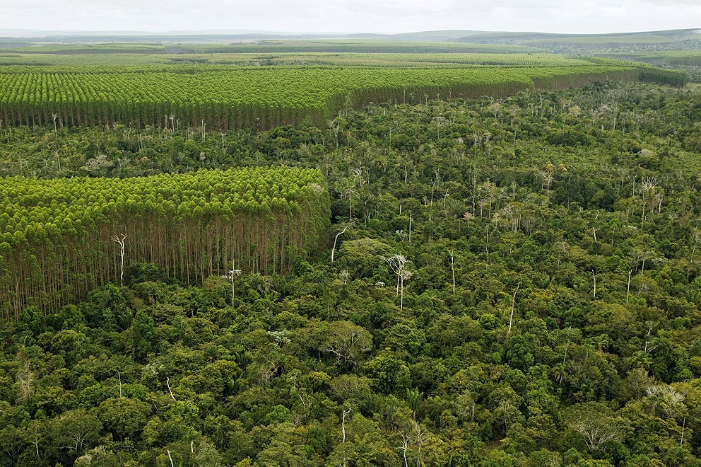 O que é inventario florestal