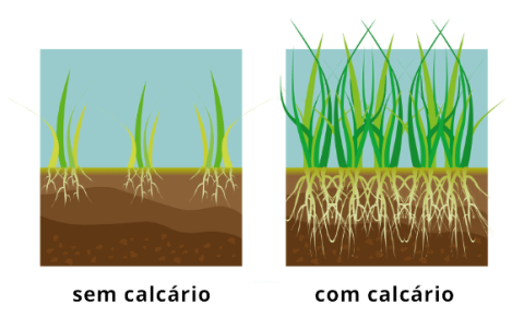 O que é calcário no solo: conheça 5 tipos! - Pós-graduação Ead AgroPós
