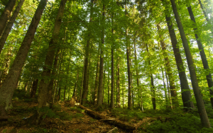 manejo florestal sustentável