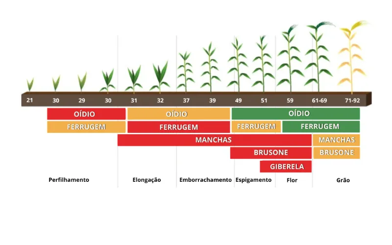 Período e região de ocorrência das doenças do trigo