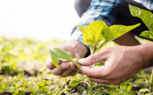 Agricultura sustentável: aprenda a fazer!