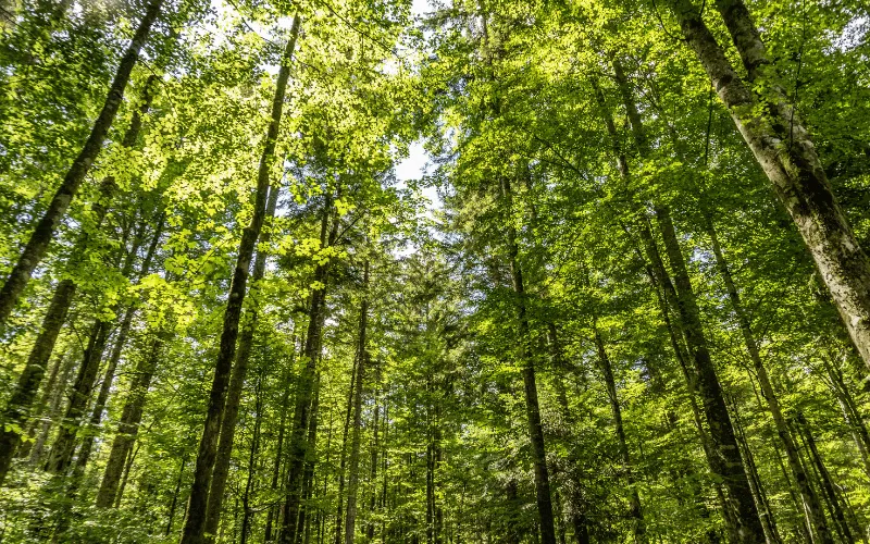 Florestas plantadas e as suas principais contribuições!