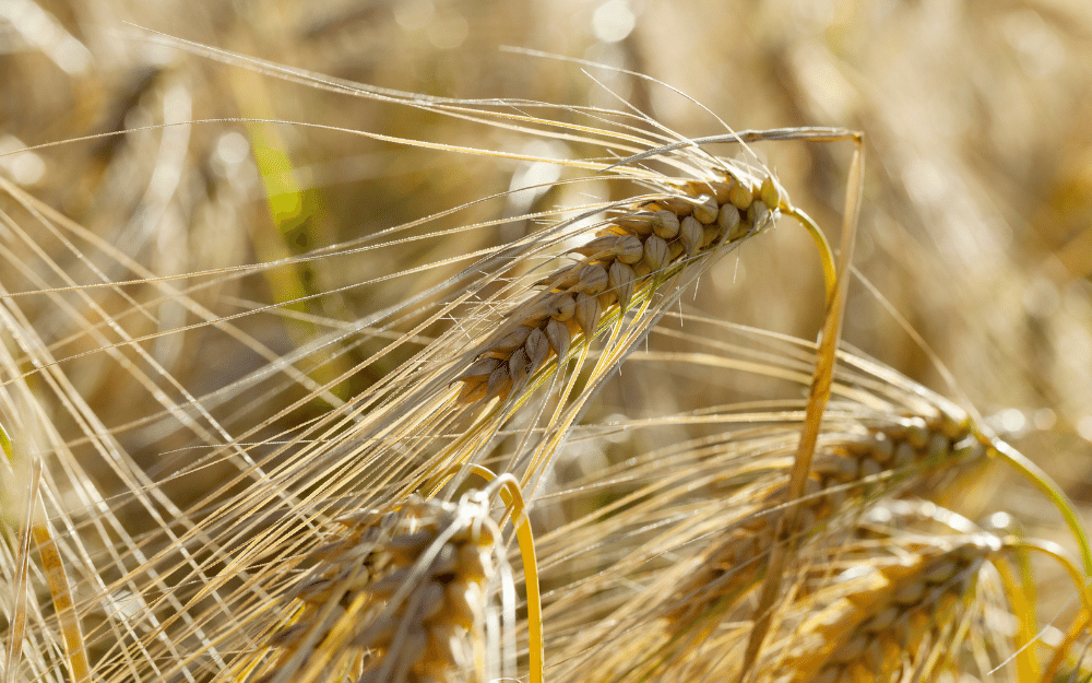 Doenças do trigo: conheça as principais!
