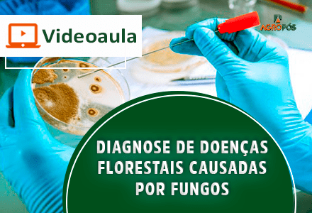[VIDEOAULA] Diagnose de doenças florestais causadas por fungos – Prof. Acelino Alfenas