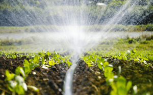 Irrigação por gotejamento: aumente sua produtividade!