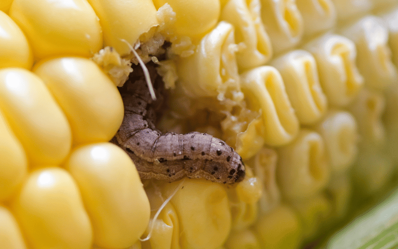 Lagarta do cartucho: como essa praga acomete a cultura do milho?