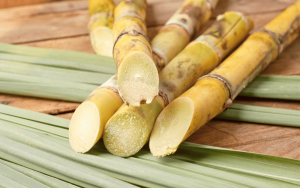 Conheça as 7 principais pragas da cana-de-açúcar!