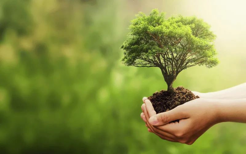 Compensação Ambiental: Entenda seu Funcionamento!