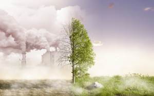 Dano ambiental: de quem é a responsabilidade?