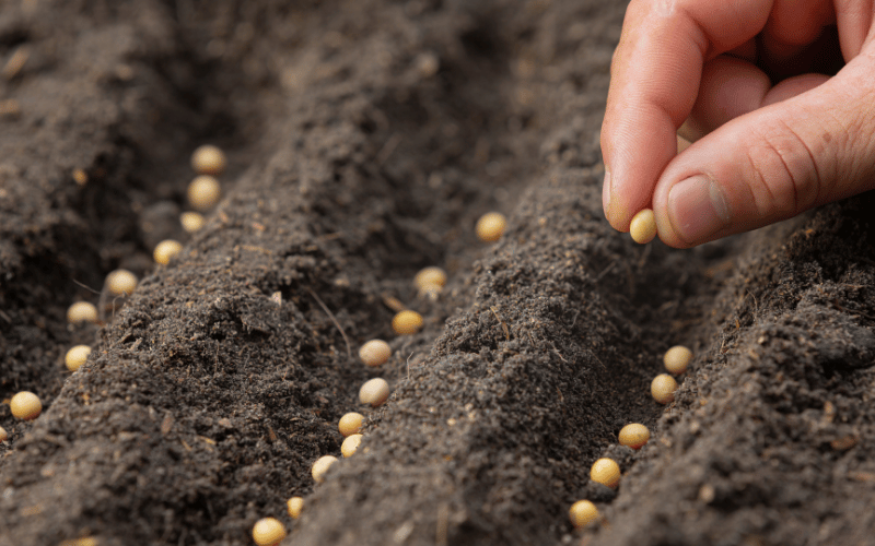 Inoculação de sementes: conheça os benefícios!