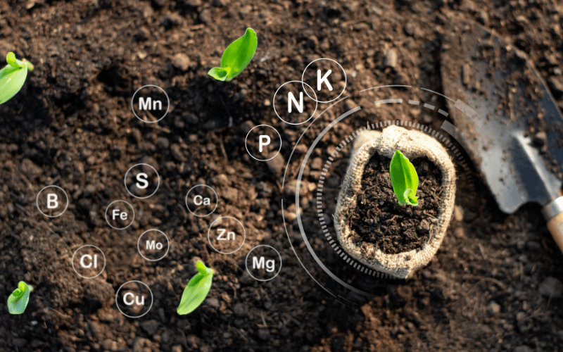 Nutrição de plantas: quais processos ocorrem?