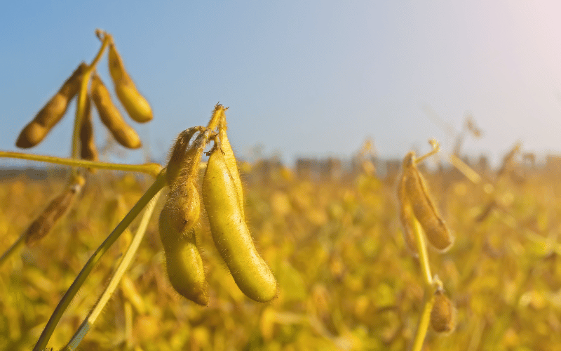 Conheça 9 pragas da soja e como combatê-las!