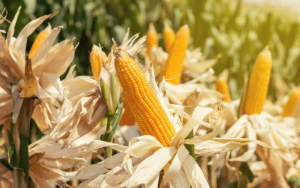 Colheita do milho: aprenda a ter o sucesso!