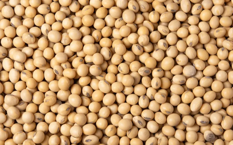 Sementes de soja: o que considerar antes produzir?
