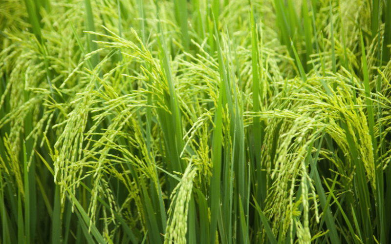 Plantação de arroz: o que você precisa saber!