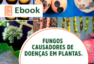 Fungos causadores de doenças em plantas.