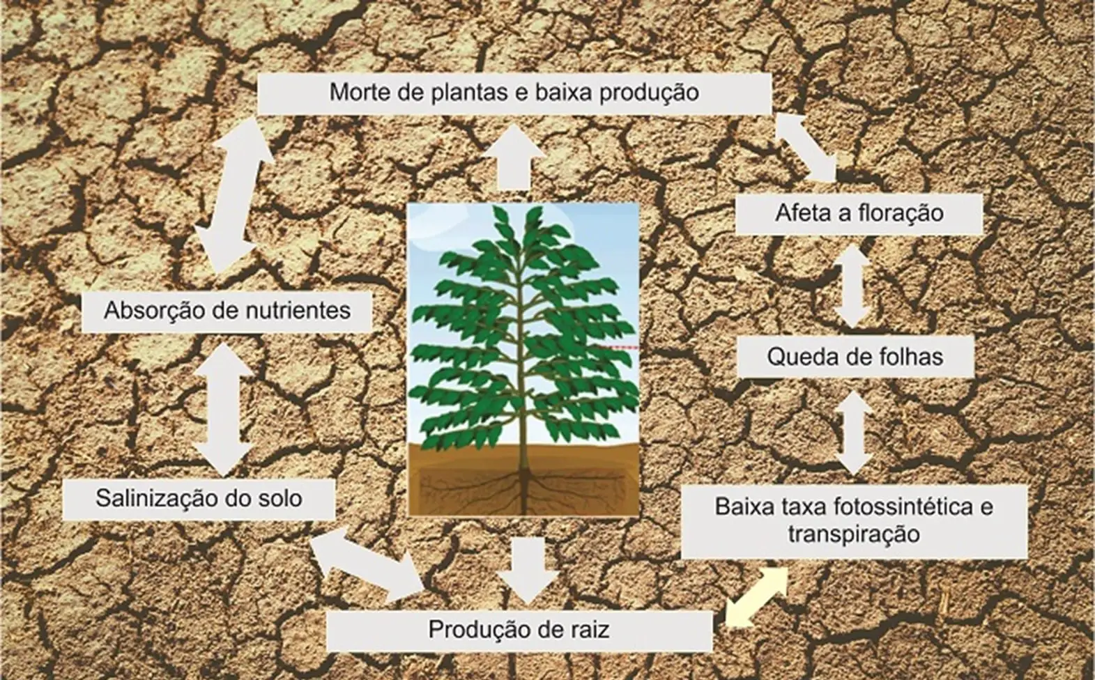 Consequências do estresse hídrico para a planta