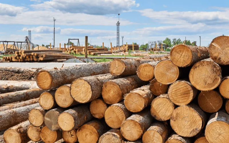 Certificação florestal: entenda o que é e quais os benefícios!