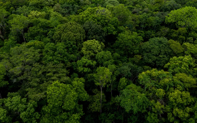 Métodos de amostragem inventário florestal!
