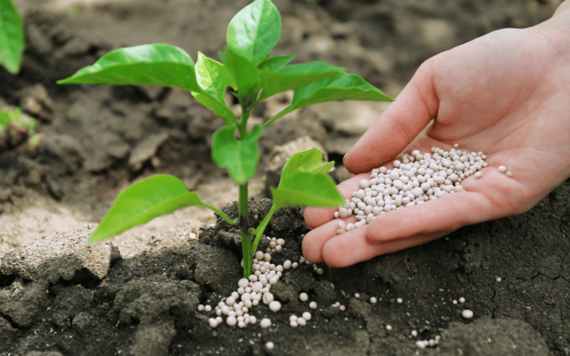 Fertilizantes para plantas: sua contribuição na agricultura!