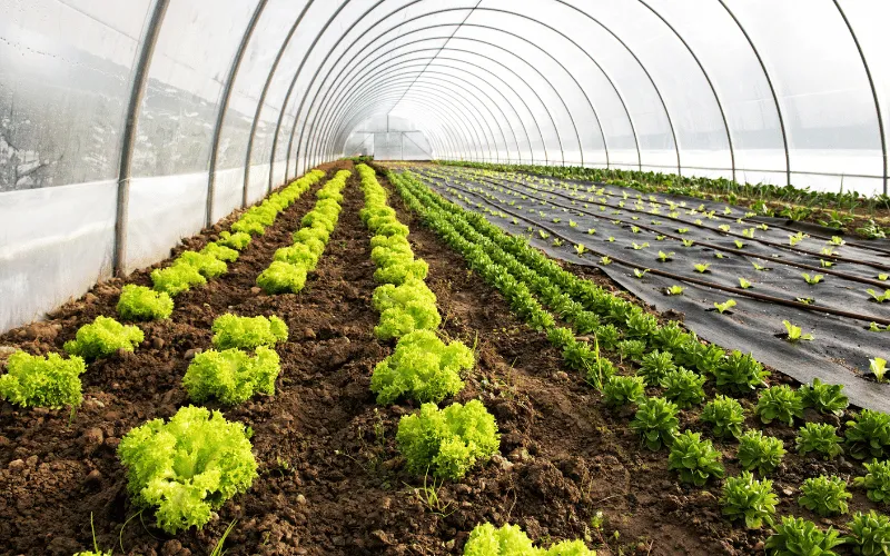 Cultivo em solo e substratos