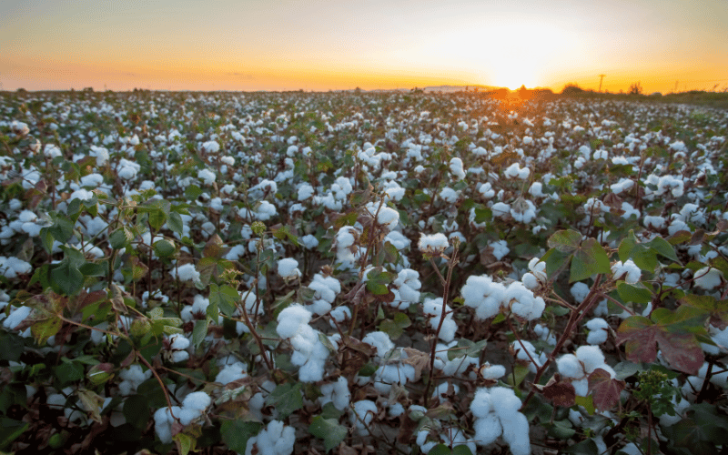 Plantio de algodão: alcance o sucesso!