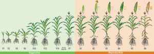 Quanto tempo leva do plantio à colheita do milho