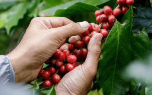 Produção de café em 7 passos até o seu consumo!