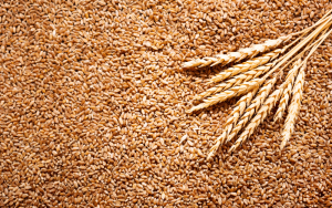 Grãos de trigo: 5 cuidados para manter a sua qualidade!